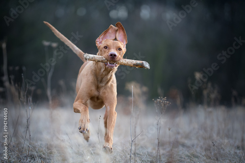 Running crazy portrait of vizsla hunter dog