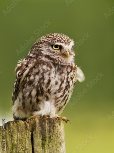 Close up of a Little owl perching on a log