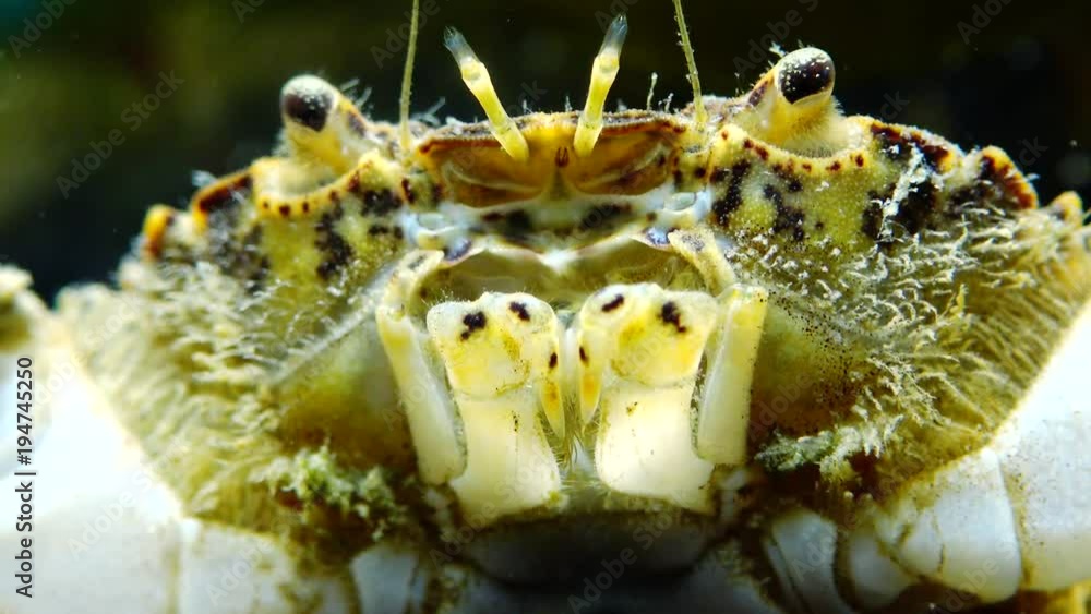 Invasive species, invader Rhithropanopeus harrisii names