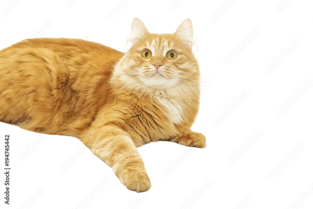 Obraz premium Young playful fluffy ginger cat