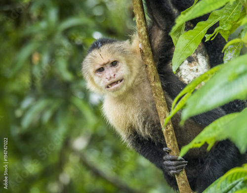 White-faced monkey  Tortuguero  Costa Rica