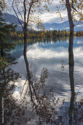 Trees cast reflection in flood waters