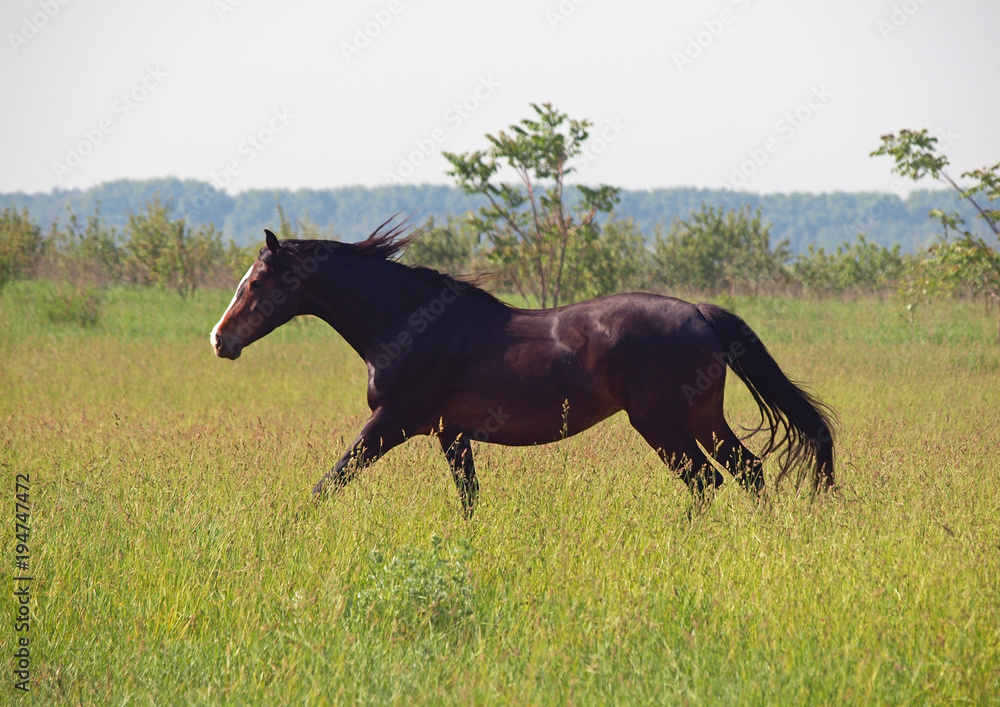 The thoroughbred horse gallops on a high grass The thoroughbred horse gallops on a high grass