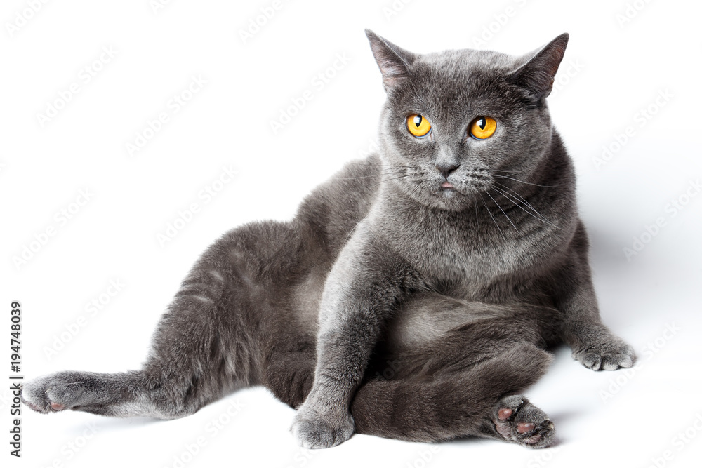 Portrait of a British Shorthair cat sitting on the back, on a white background