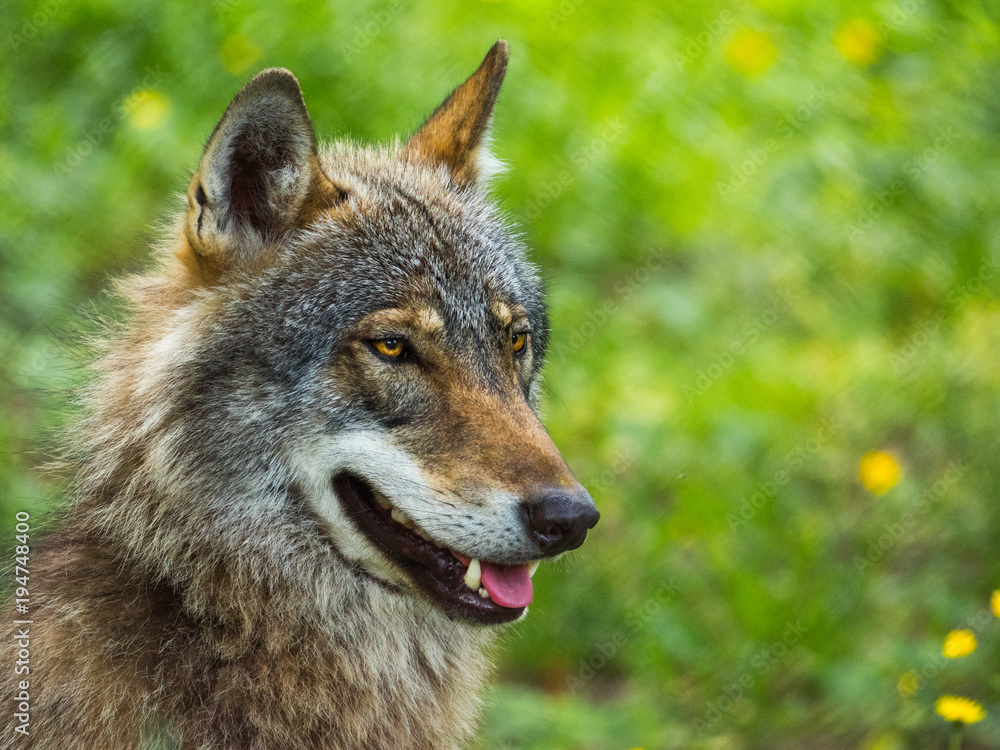 Wolf Białowieża