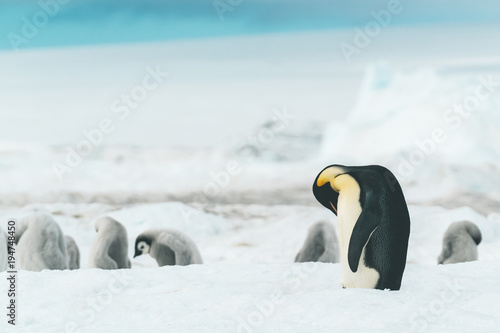 Adult Emperor Penguin cleaning itself - Antarctica photo