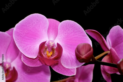 Orchid 1