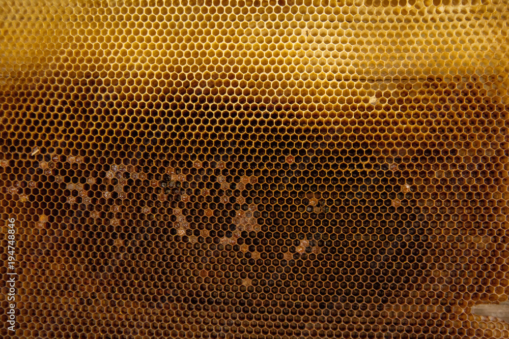 natural texture of honeycombs natural texture of honeycombs