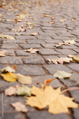 stone pavement in autumn