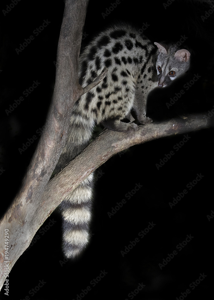 Obraz premium Common genet (Genetta genetta) ,Spain