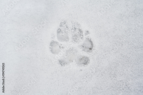 Pawprint in snow