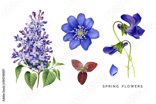 Spring set of violet flowers. Lilac, violets and hepatica. Hand painted garden plants. Watercolor illustrations isolated on white. Highly detailed botanical art. 