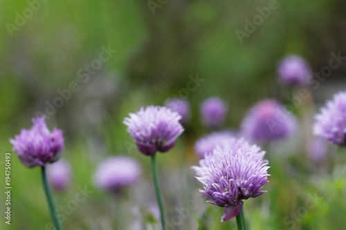 Many purple chive plants in the garden