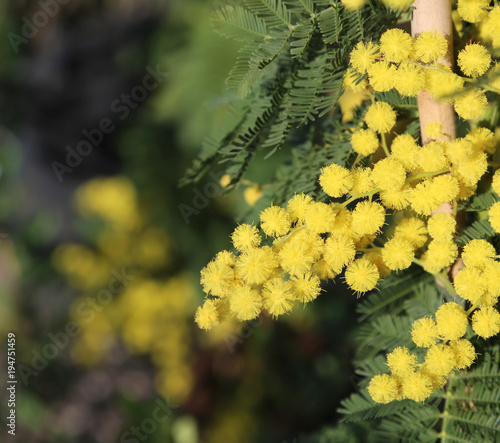 branch of yellow mimosa in bloom symbol of international women s day photo