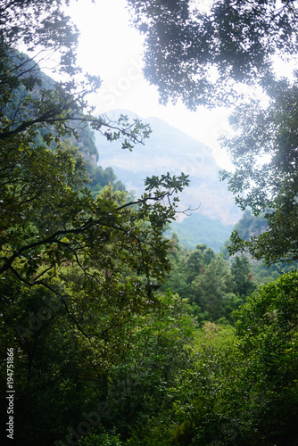 Rainforest in green jungle at foggy weather with rain in Italy. Mountains in clouds at background © ANR Production