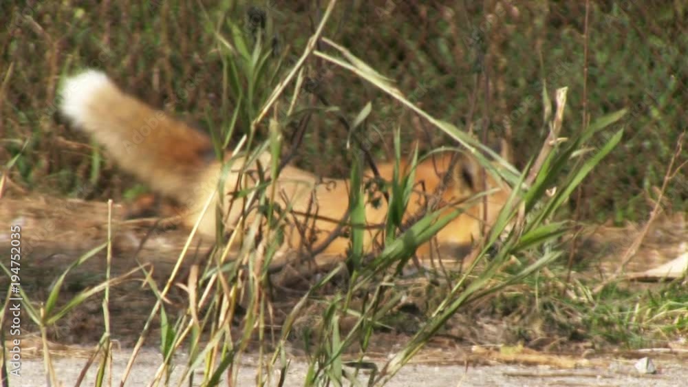 Domesticated fox. Young red fox sleeping outdoor. Closeup video Domesticated fox. Young red fox sleeping outdoor. Closeup video