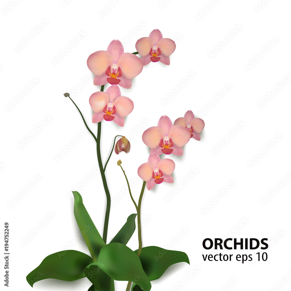 Flower Orchids Vector Illustration rose