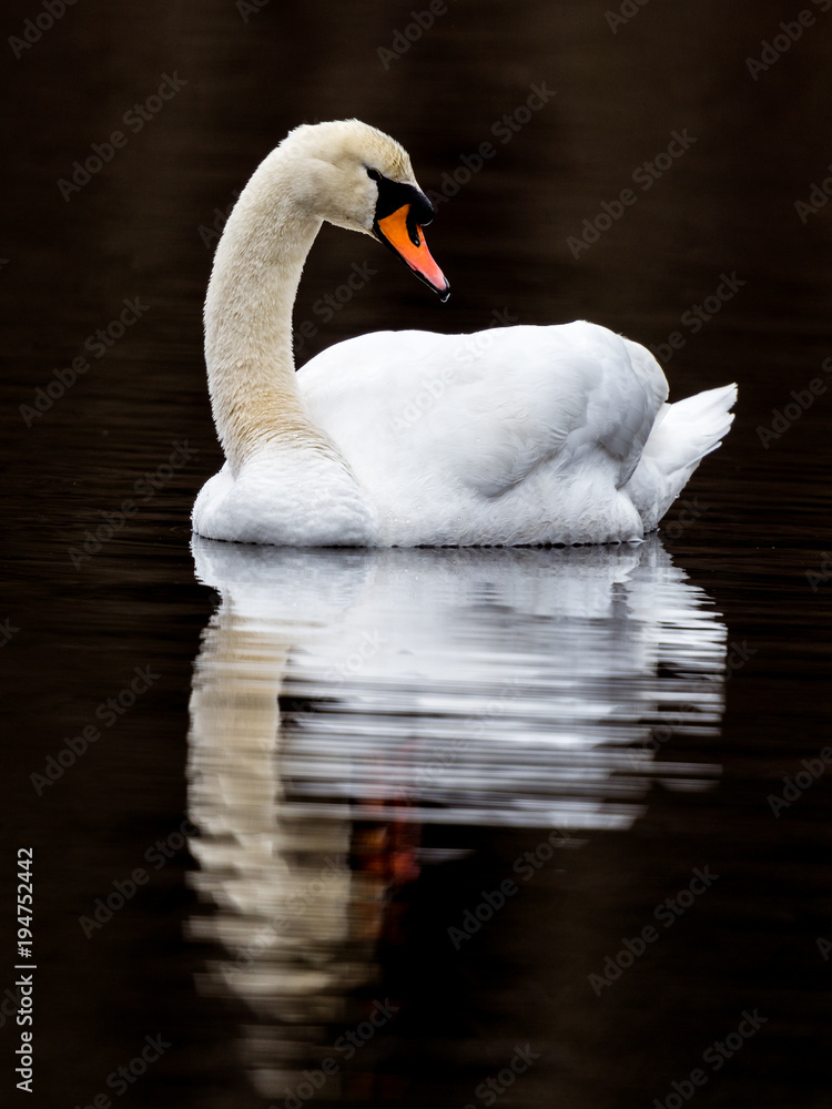 Obraz premium Swan in Shadows