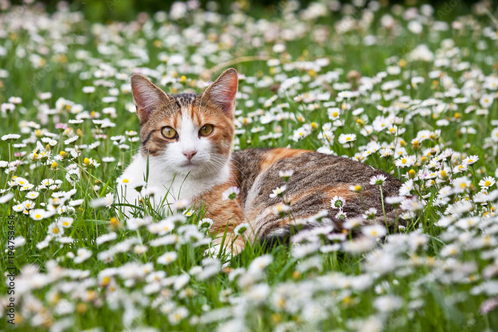 Obraz premium Portrait of nice cat