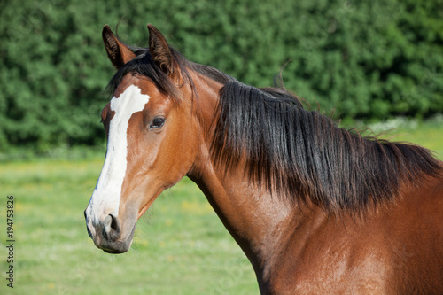 Fototapeta Naklejka Na Ścianę i Meble -  Portrait of  nice hot-blooded foal