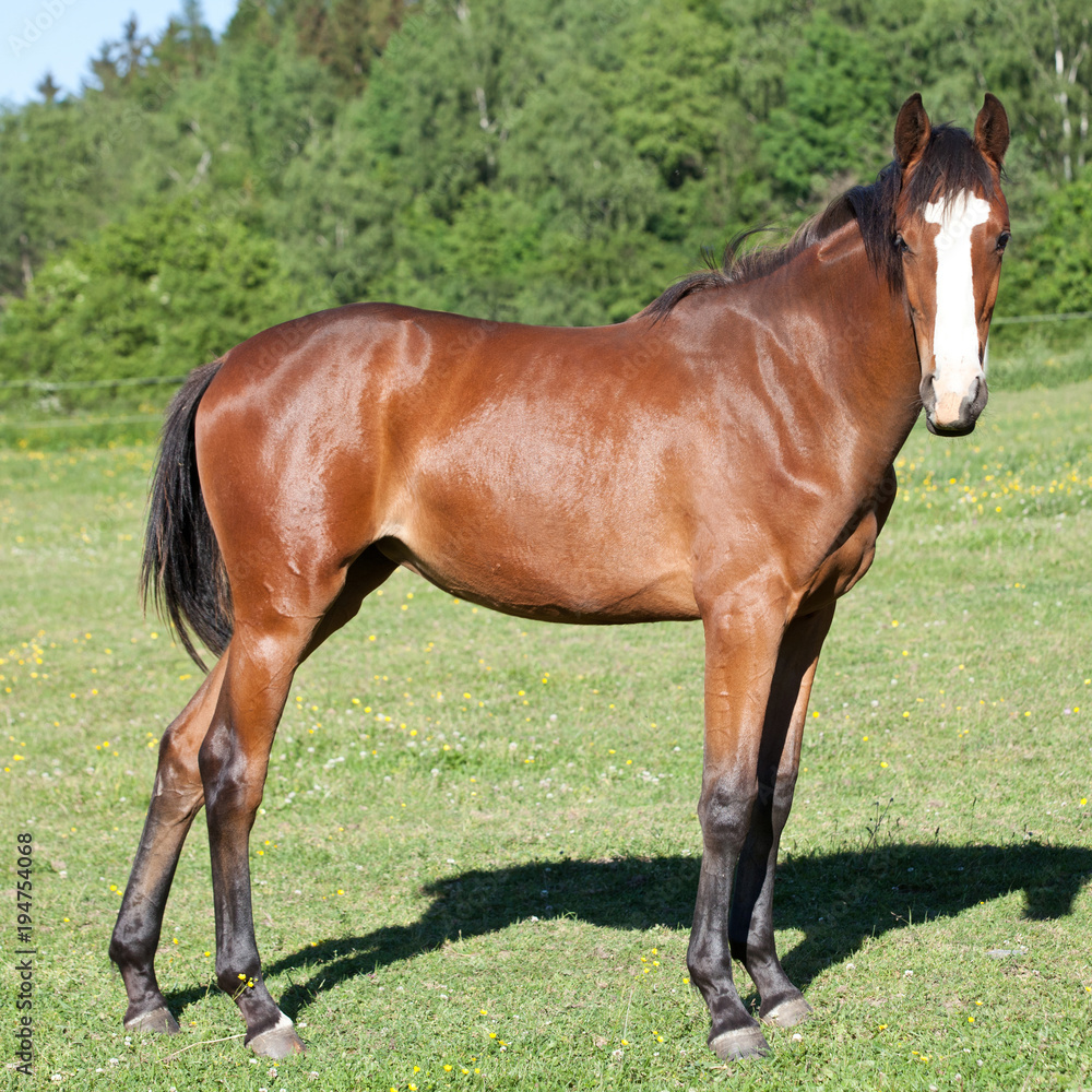 Fototapeta premium Portrait of nice hot-blooded foal