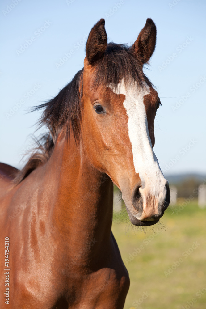 Portrait of nice hot blooded foal Portrait of nice hot blooded foal