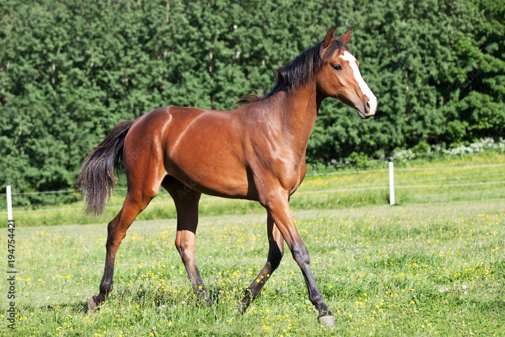 Nice foal running on pasture