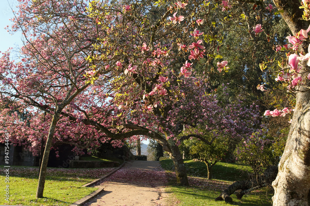 Parque de Castrelos en Vigo con los magnolios en flor y pétalos en el suelo
