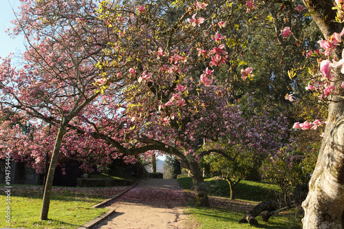 Parque de Castrelos en Vigo con los magnolios en flor y pétalos en el suelo photo