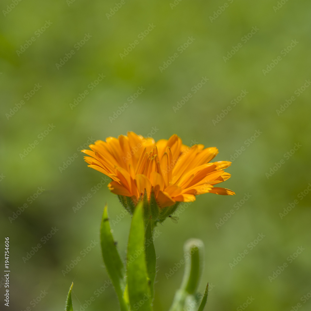 orange flowers of a marigold on a blurred green background. orange flowers of a marigold on a blurred green background.