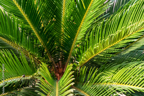 Mombasa cycad or Encephalartos hildebrandtii