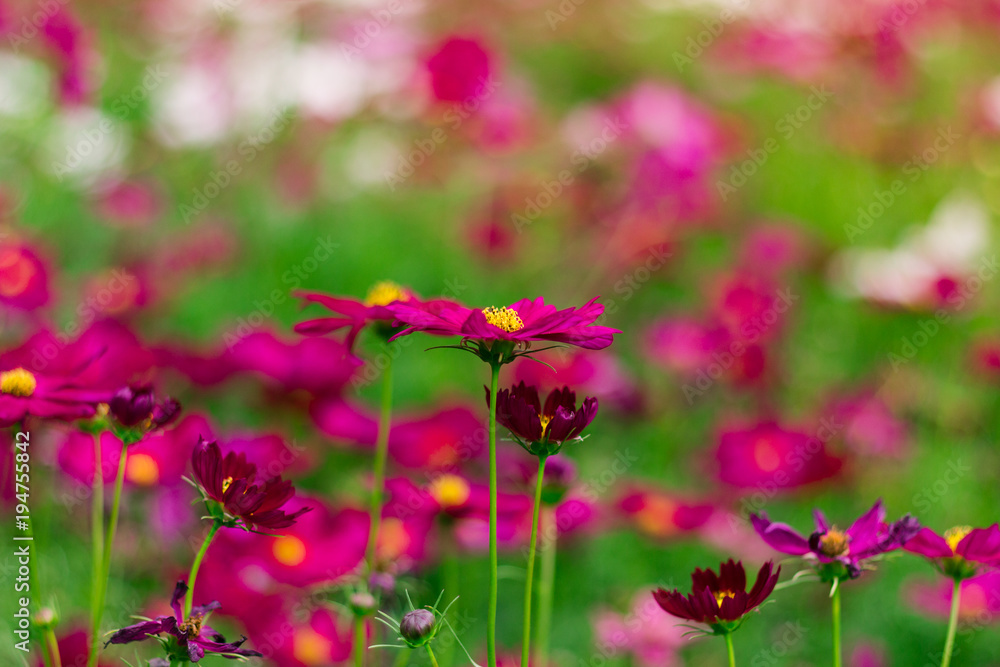 flowers garden