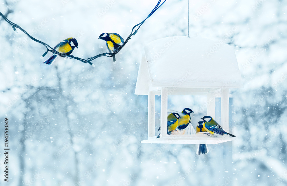 Fototapeta premium Sikora ptaków w biały drewniany karmnik zimowy śnieżny mroźny dzień