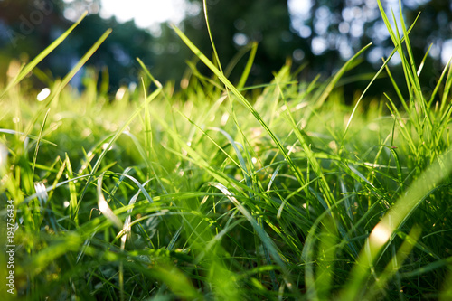 Green grass background/ green grass closeup