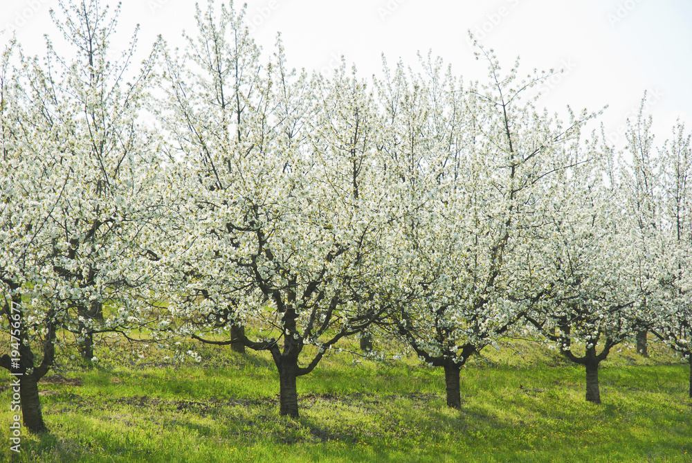 Blossoming cherry trees