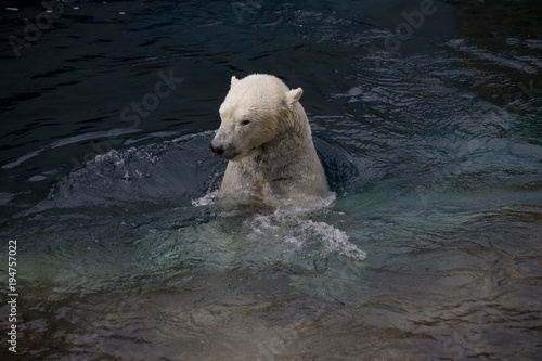 Polar Bear in Water
