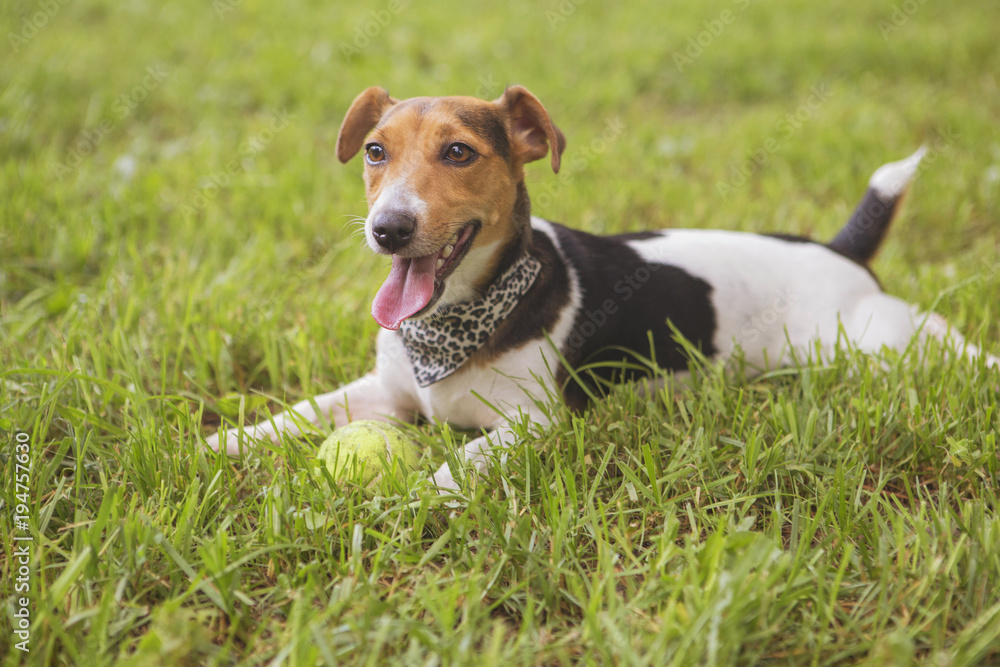 Cute happy smiling jack russell dog laying on a grass in park. Summer warm day