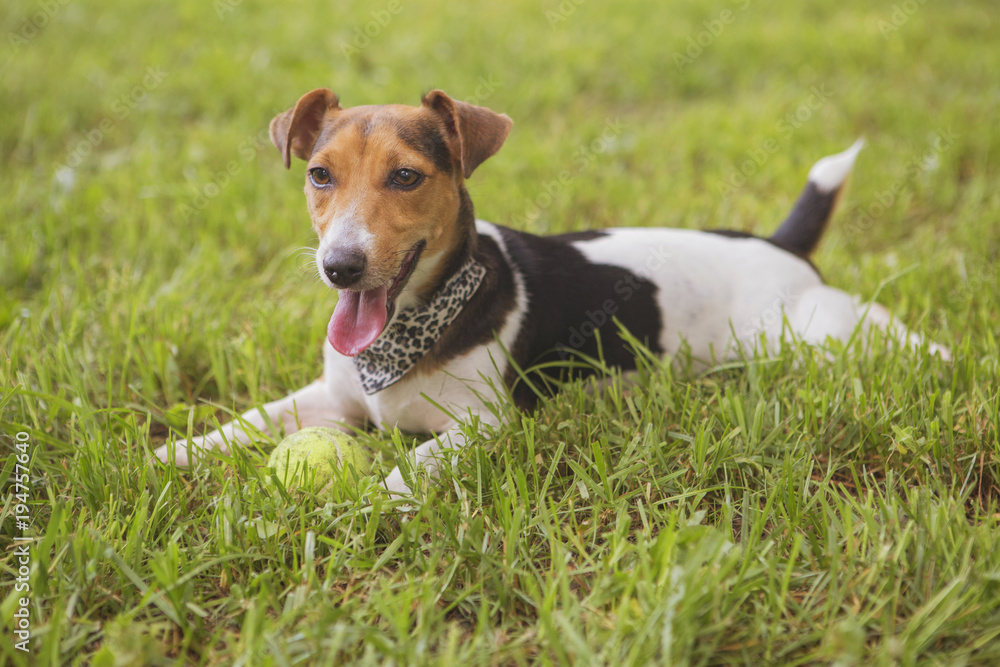 Cute happy smiling jack russell dog laying on a grass in park. Summer warm day