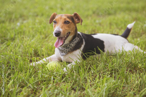 Cute happy smiling jack russell dog laying on a grass in park. Summer warm day © AnnaDemy