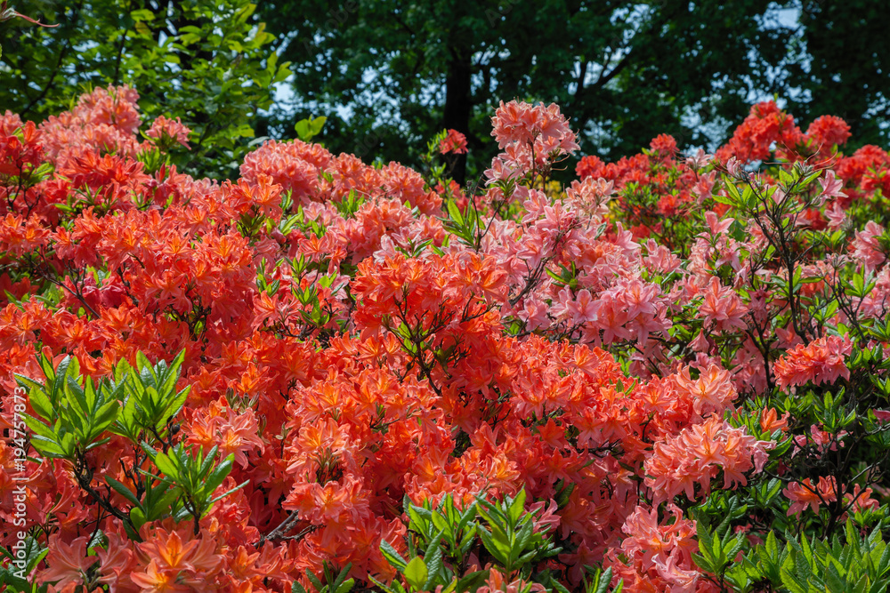 Beautiful rhododendron bush in summer garden. Beautiful rhododendron bush in summer garden.