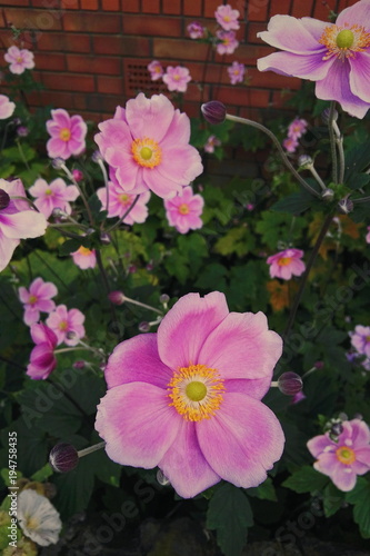 Garden. Purple Flowers.