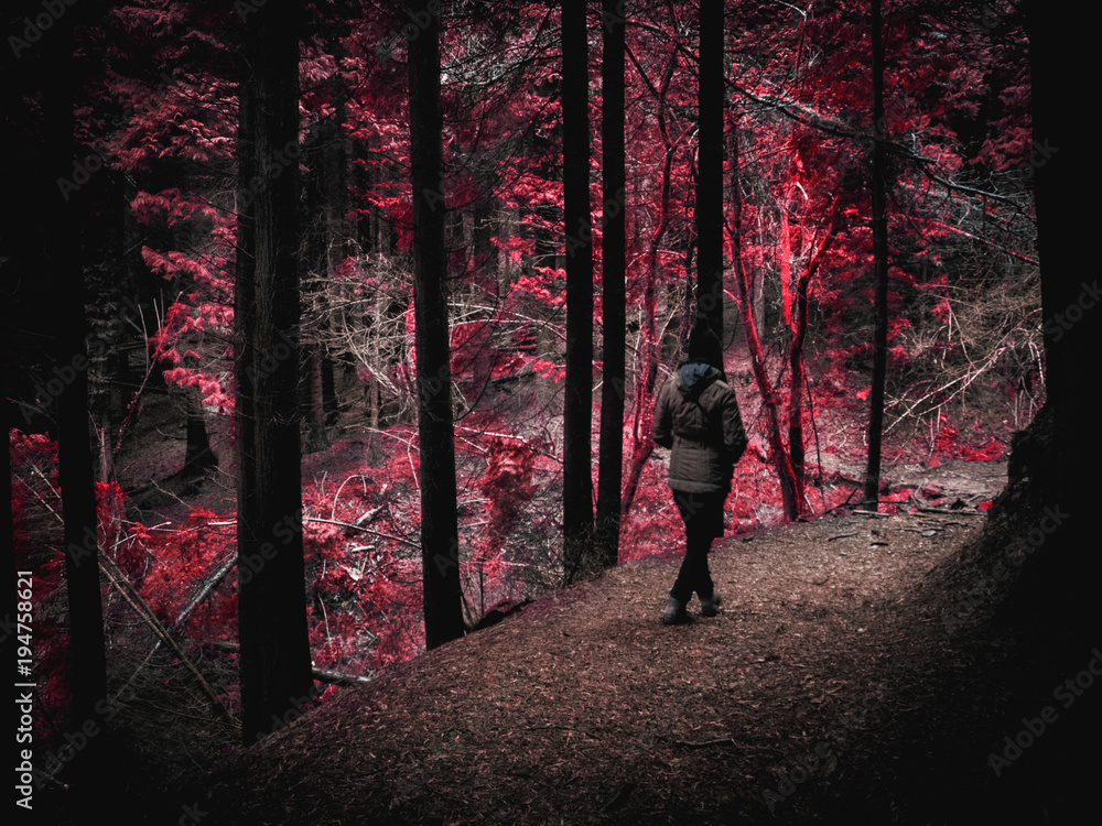 Adentrandose en el Bosque Encantado. Asturias Stock Photo Adobe Stock