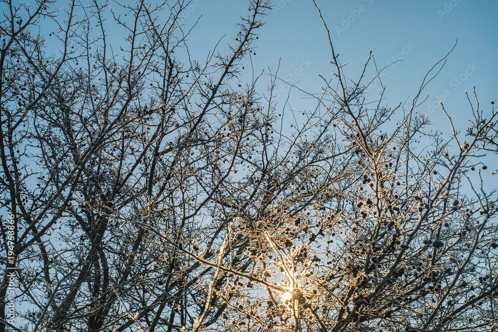 Hawthorn tree with berries in winter covered in hoarfrost Hawthorn tree with berries in winter covered in hoarfrost
