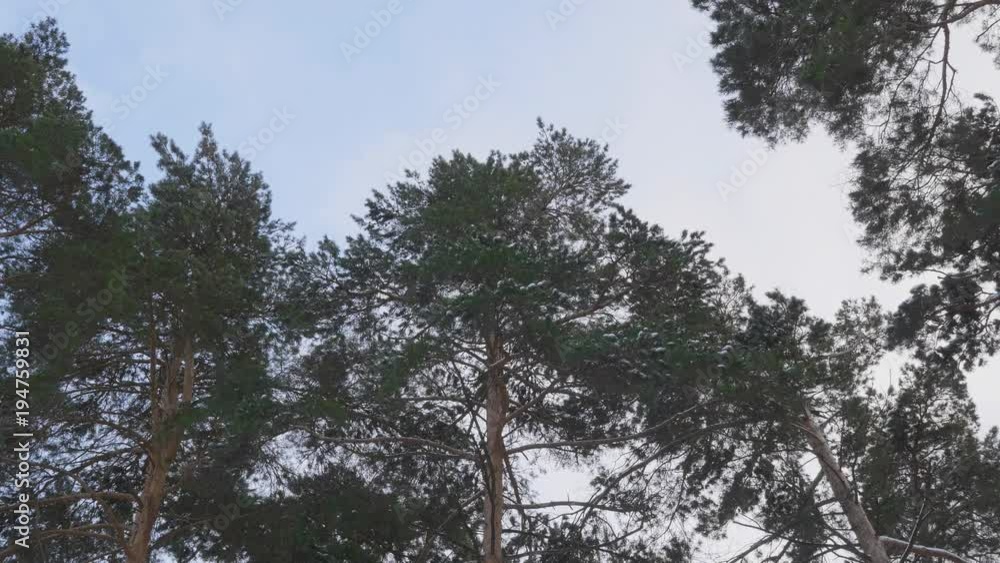 European mixed forest. Tops of the trees. Looking up to the sky. European mixed forest. Tops of the trees. Looking up to the sky.