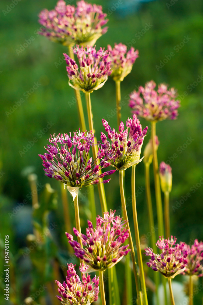 Fototapeta premium Ornamental Onions in bloom