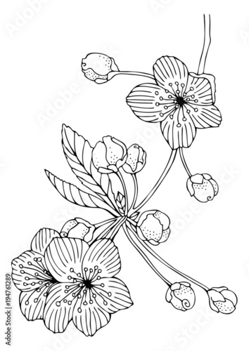Cherry blossoms. Hand drawn picture. Sketch for anti-stress adult coloring book in zen-tangle style. Vector illustration for coloring page.