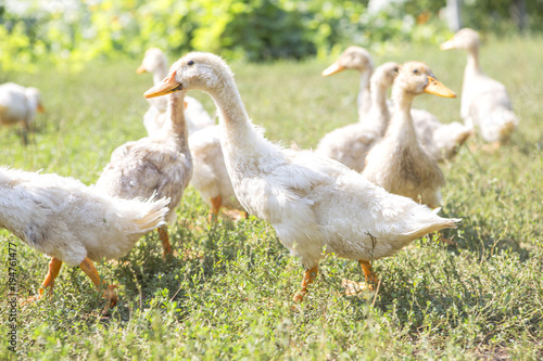 Ducks on a walk on green meadow on a farm. Wildlife. Summer day © AnnaDemy
