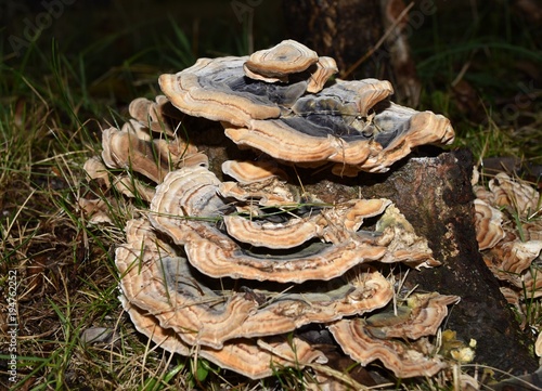 Fungo lignicolo Trametes versicolor photo