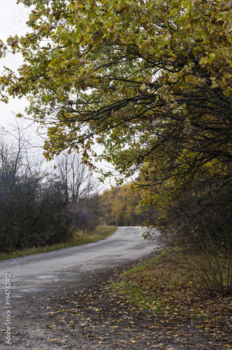 Landscape of the autumn road in cloudy weather