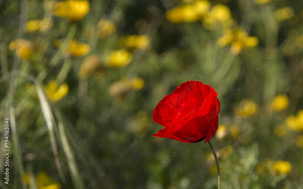 Wild Red Poppies in the blooming Field.Spring in Nature Concept.Natural Background Wild Red Poppies in the blooming Field.Spring in Nature Concept.Natural Background